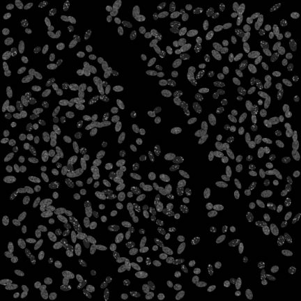 000010.bmp