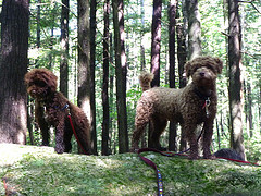 n02113712_16371.JPEG