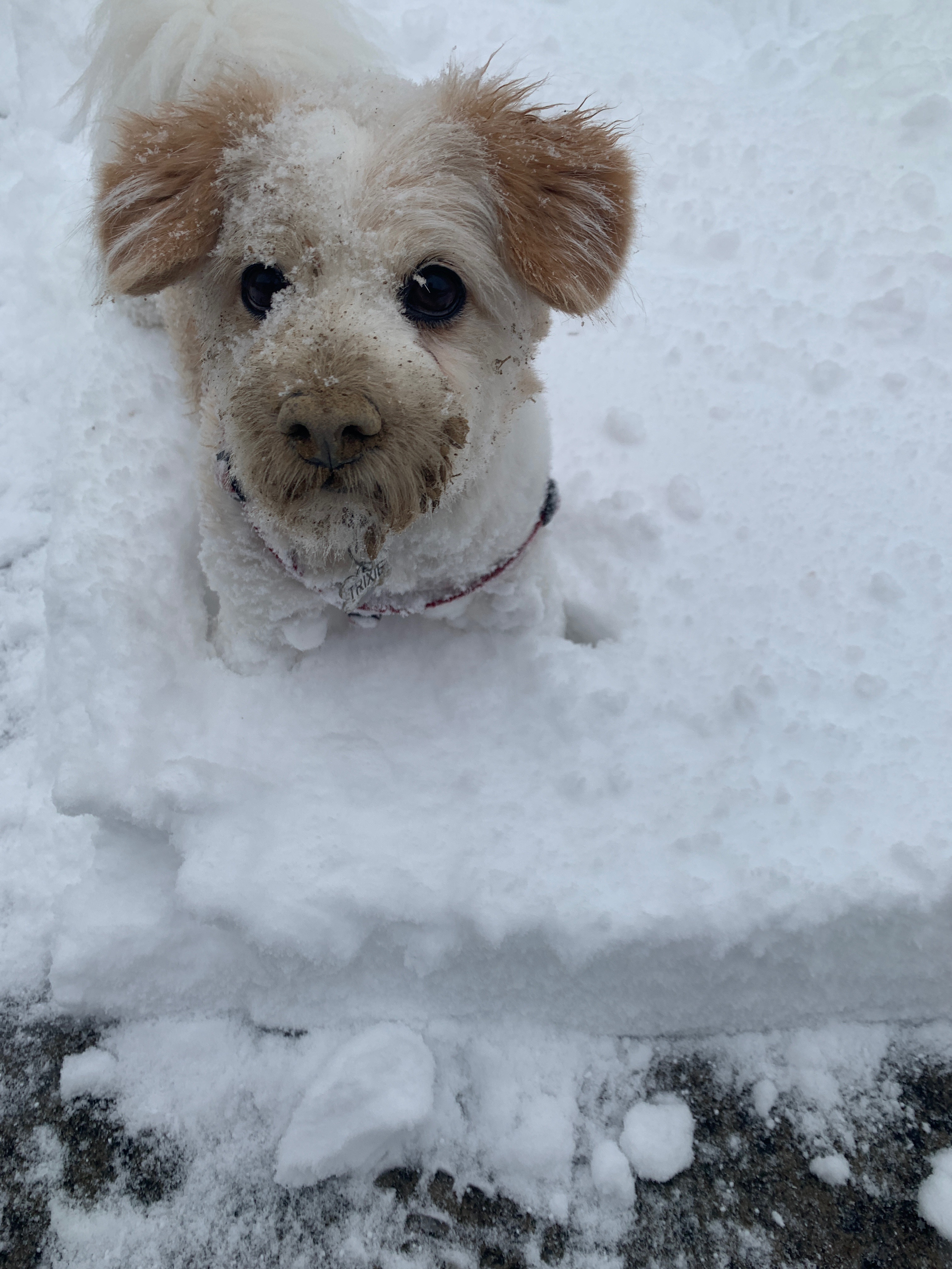 trixieSnow.jpeg