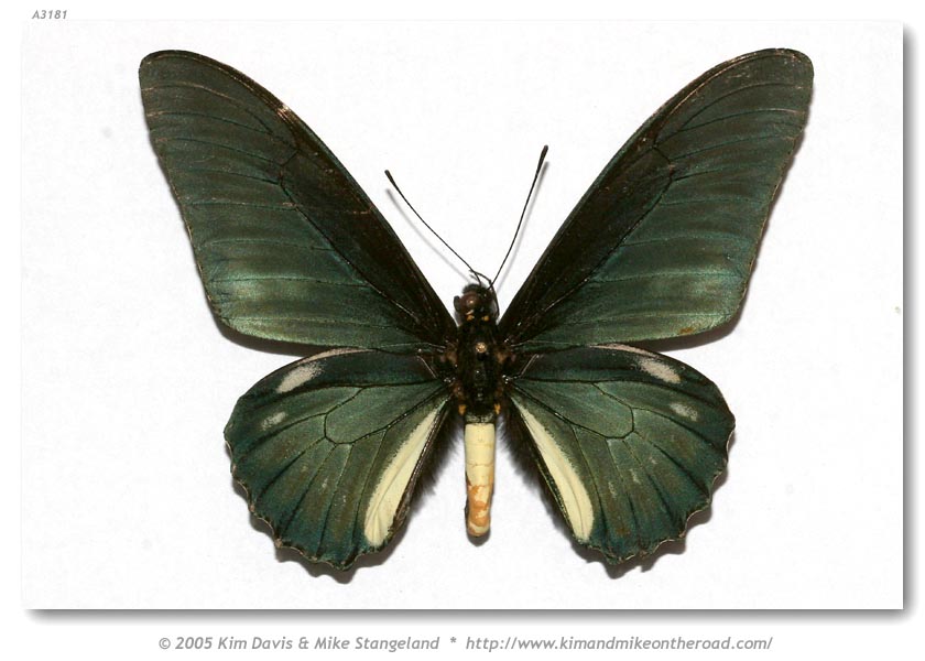 Battus_lycidas_10.jpg