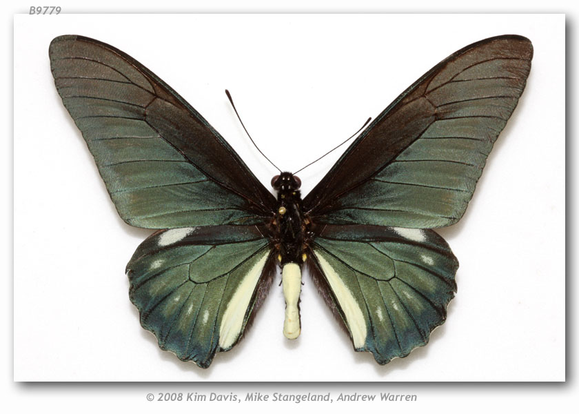 Battus_lycidas_11.jpg