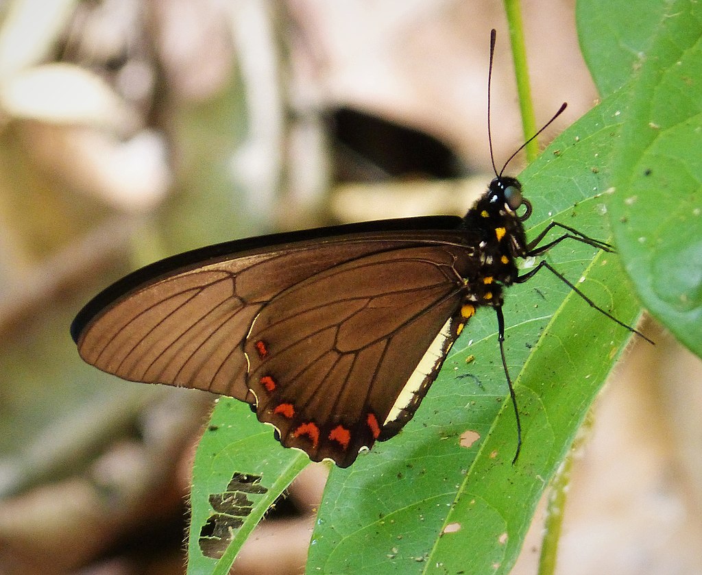 Battus_lycidas_12.jpg