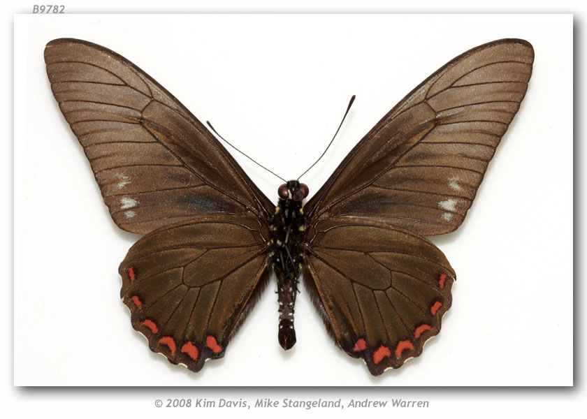 Battus_lycidas_9.jpg