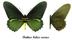 Battus_belus_22.jpg