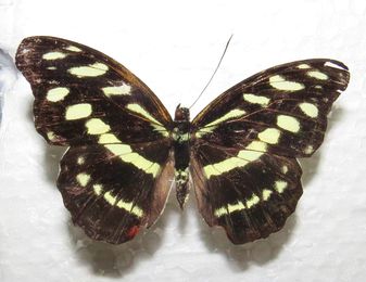 Catonephele_mexicana_37.jpg