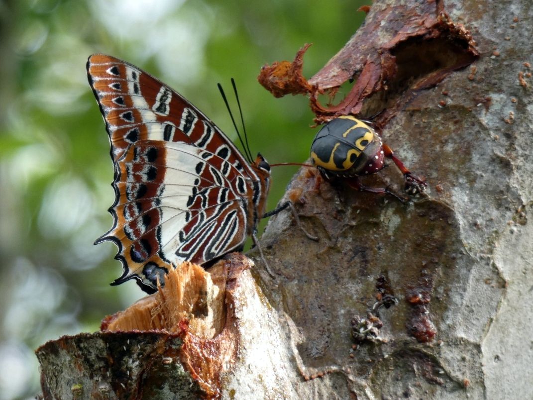 Charaxes_brutus_01.jpg