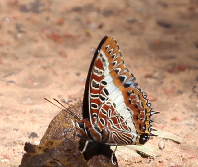 Charaxes_brutus_02.jpg