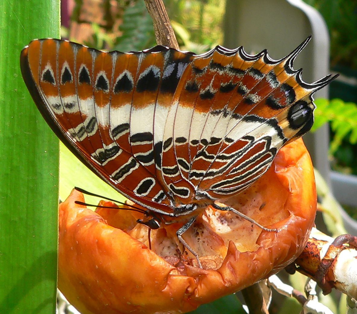 Charaxes_brutus_03.jpg
