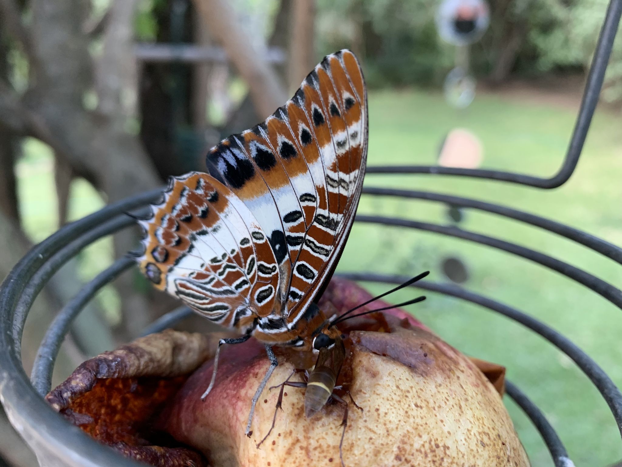 Charaxes_brutus_10.jpg