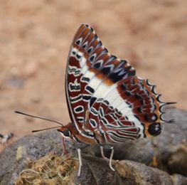 Charaxes_brutus_114.jpg