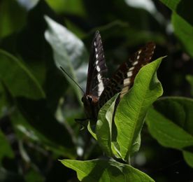Charaxes_brutus_115.jpg
