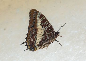Charaxes_brutus_133.jpg