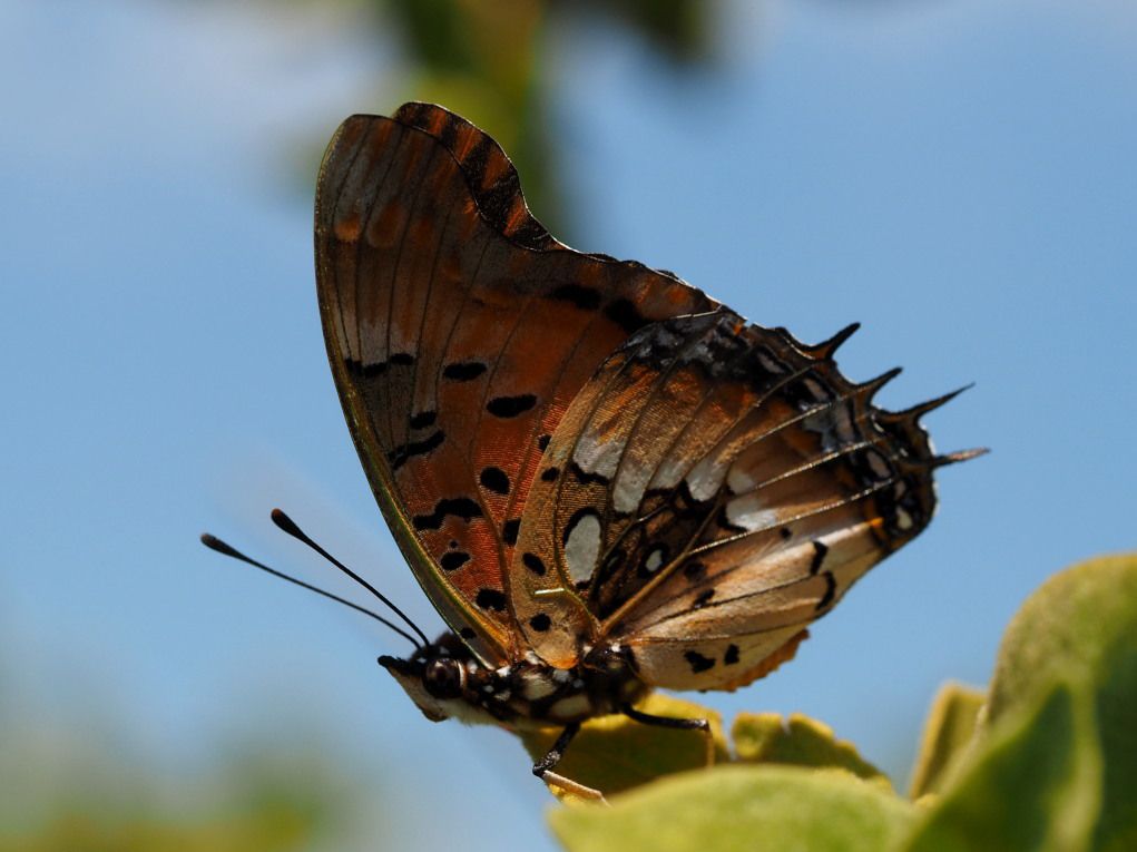 Charaxes_jahlusa_04.jpg