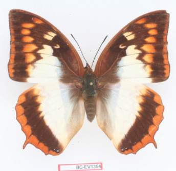 Charaxes_protoclea_26.jpg