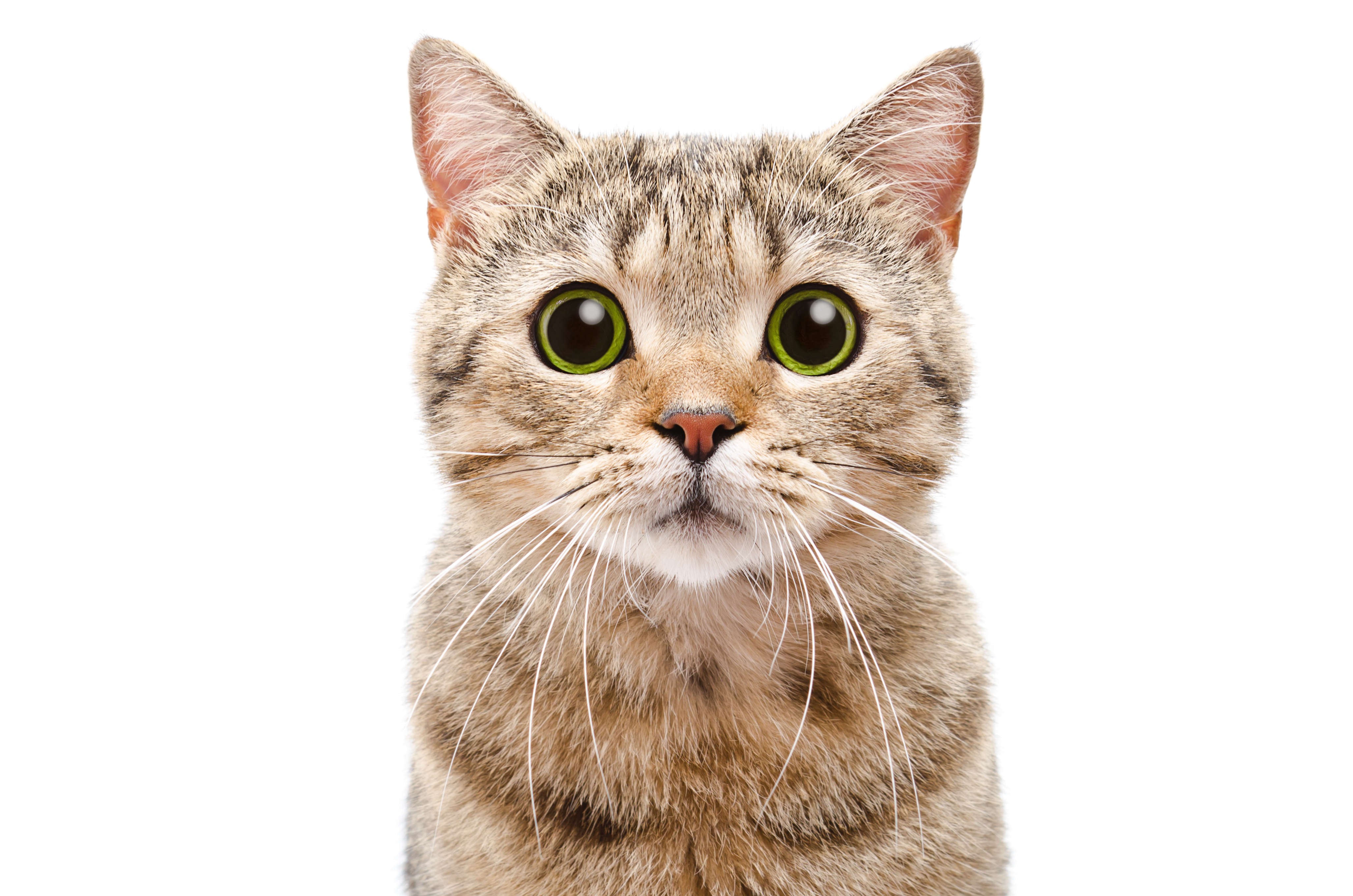 cat1.jpg