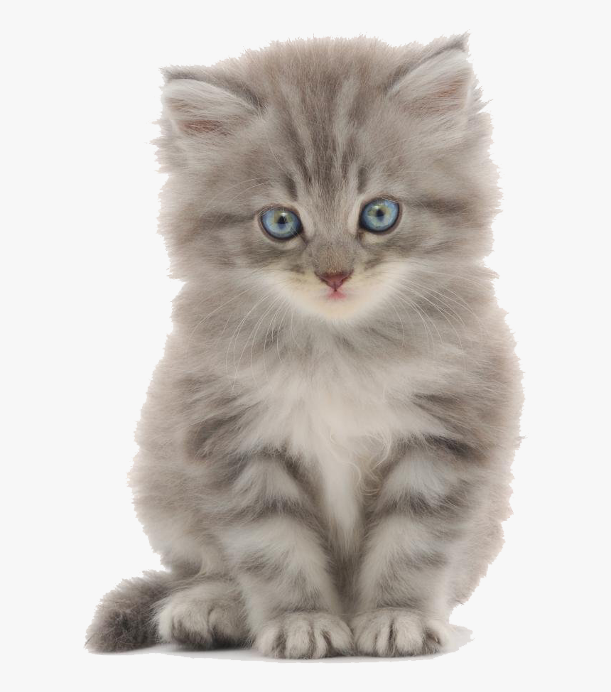 cat4.png