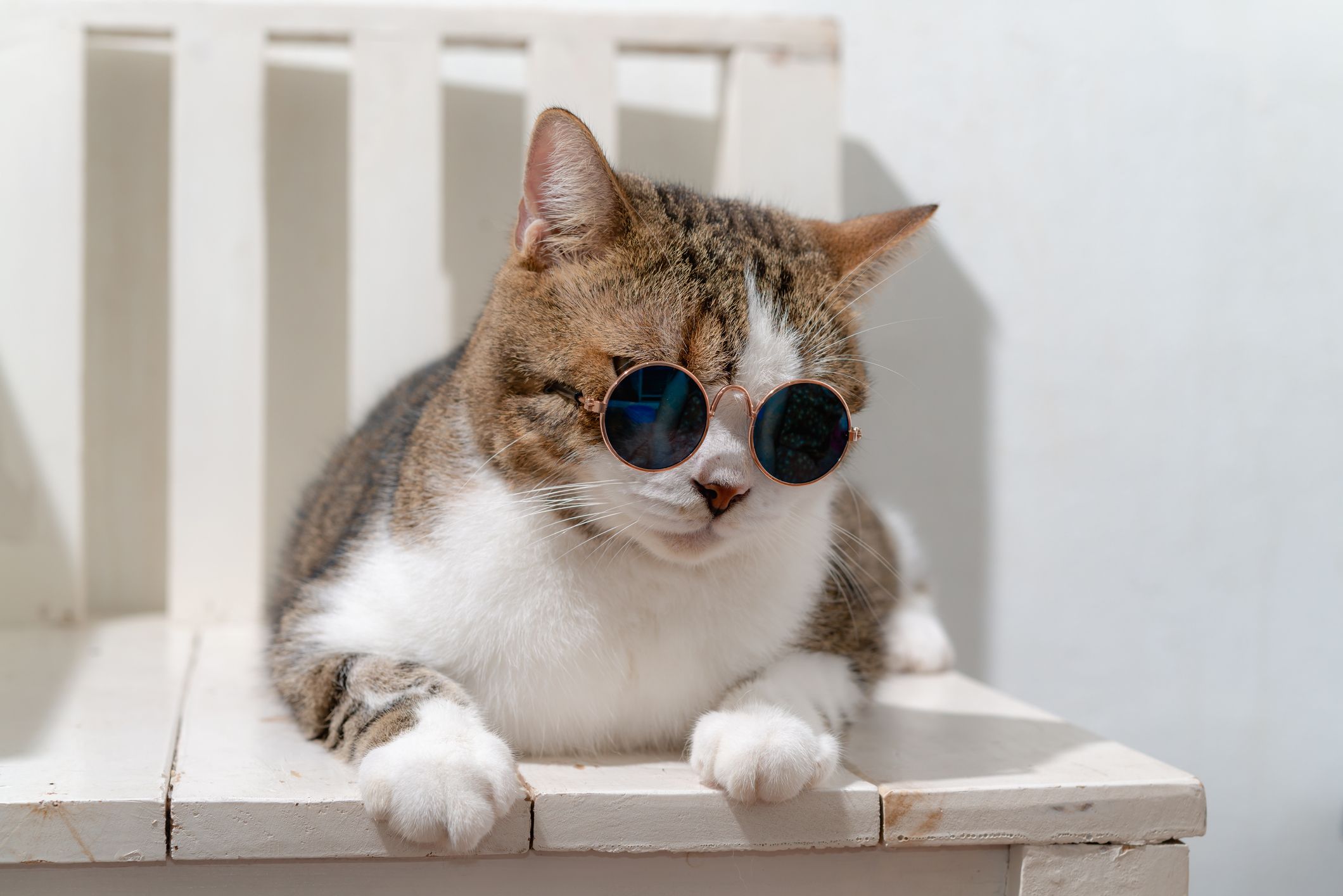 cat5.jpg