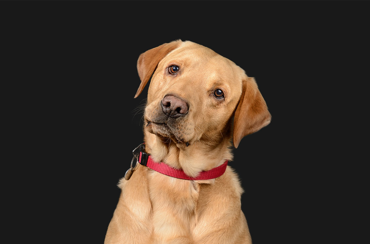 dog3.jpg