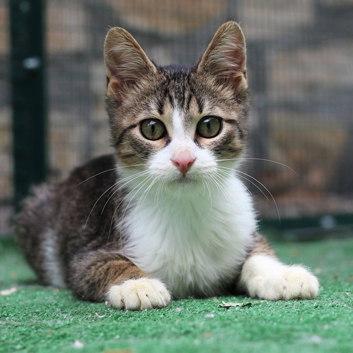 cat.png