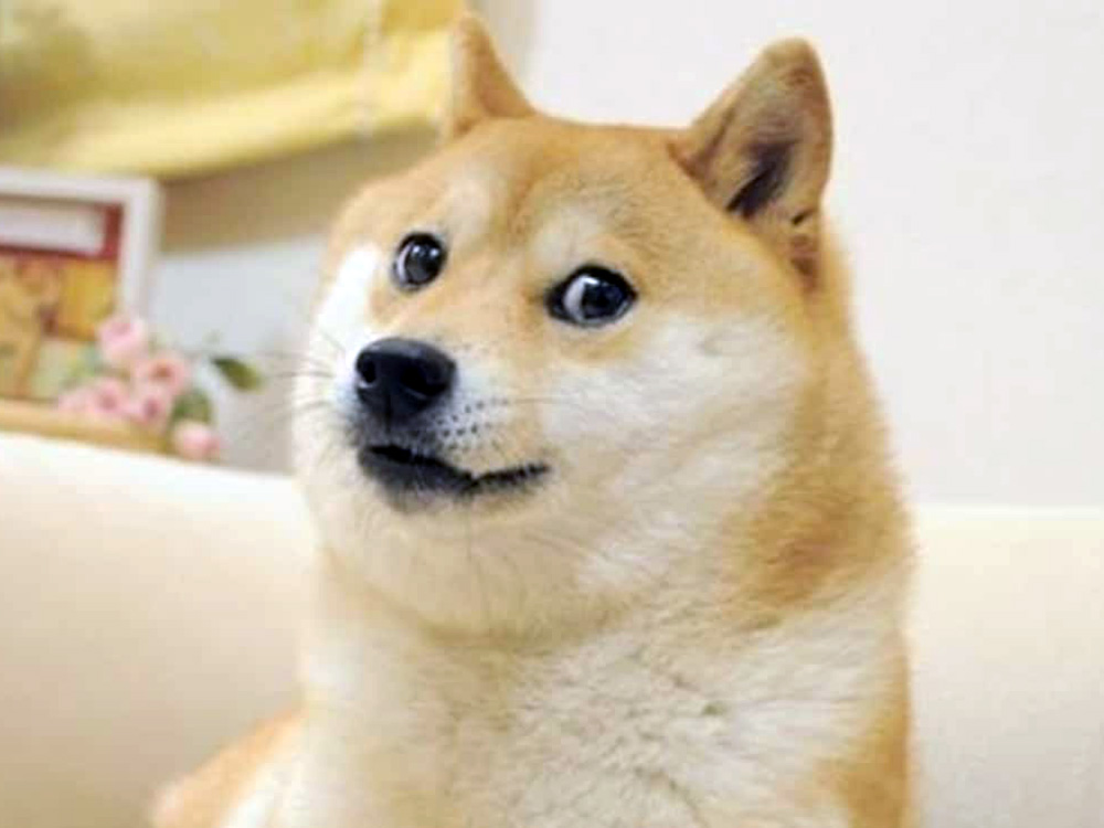 doge.jpg